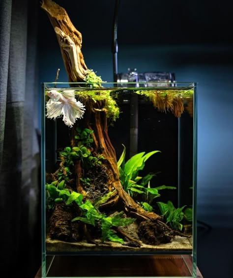 Planted Betta Tank, Cool Fish Tank Decorations, Biotope Aquarium, Aquascape Ideas, Fish Tank Themes, Aquarium Garden, Tank Terrarium, Fish Tank Terrarium, Cool Fish Tanks