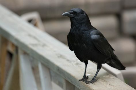 Crows have a reputation for being loud, aggressive and unsavory, but they are incredibly smart. Crow Hunting, Crow Ideas, Crow Meaning, Common Crow, Native American Myths, Ceramics Animals, Common Raven, Fantasy Worldbuilding, Farm Tips