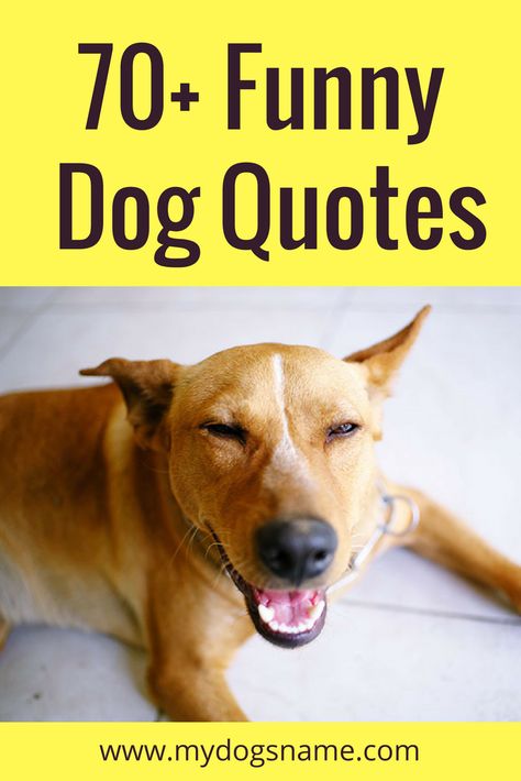 Looking for funny dog quotes? Get ready – this collection of 70+ funny dog quotes and sayings is sure to tickle your funny bone! #dogs #quotes Granddogs Quotes, Letter Board Quotes Dogs, Dog Letter Board Quotes, Pawsome Quotes, Puppy Sayings, Funny Quotes About Dogs, Short Dog Quotes, Funny Dog Sayings, Quotes About Dogs