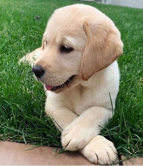 Cute Labrador Puppies, Labrador Retriever Facts, Cute Lab Puppies, Labrador Retriever Training, Lab Puppy, Labrador Retriever Puppies, Labrador Retrievers, Lab Puppies, Labrador Puppy