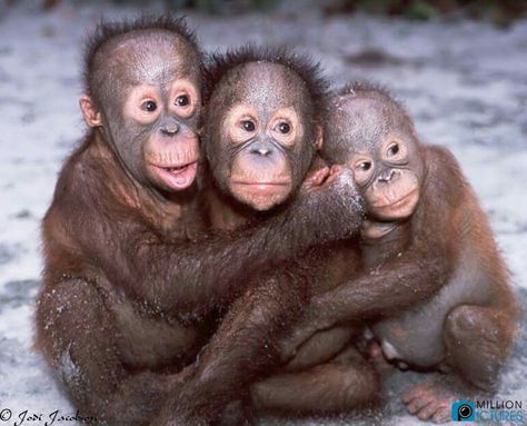 Types Of Monkeys, Cute Monkeys, Animal Hugs, Baby Orangutan, Baby Monkeys, Monkey Pictures, Animal Babies, Great Ape