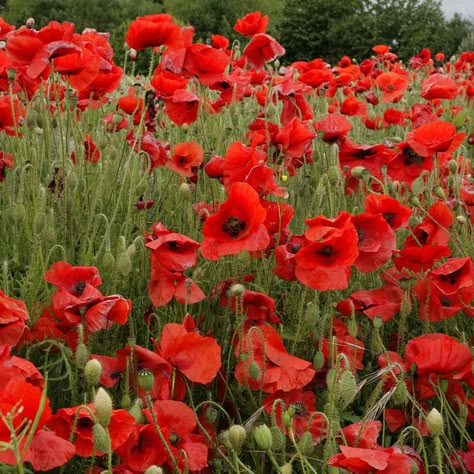 Poppy Field Painting, Red Nature, Poppy Painting, Poppy Field, Spring Beauty, Nature Garden, Interior Photography, Happy Summer, Tiger Lily