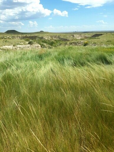 Prairie grass Alberta Prairie Landscape, Long Grass Field, Tall Grass Aesthetic, Tall Grass Prairie, Prairie Wildflowers, Museum Vibes, Prairie Aesthetic, Prairie Core, Prairie Landscape