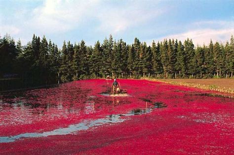 Had no idea there was a cranberry harvest in Oregon -- sounds neat! Cranberry Bog, Bandon Oregon, Usa Places To Visit, City By The Sea, Outdoor Paradise, Free Online Jigsaw Puzzles, State Of Oregon, Oregon Usa, Nature Plants