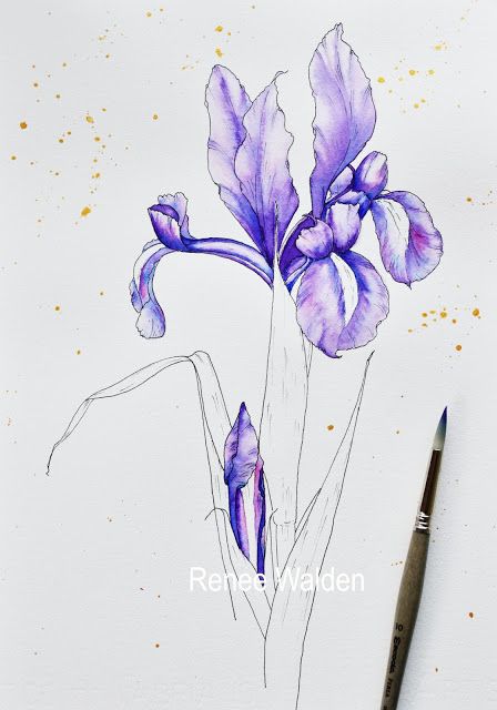 Dutch Iris watercolour painting - First wash. Step by step tutorial. Watercolour Step By Step, Irises Painting, Iris Drawing, Iris Watercolor, Watercolor Iris, Watercolour Tutorial, Dutch Iris, Colour Flowers, Iris Painting