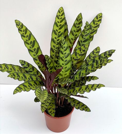 Calathea Lancifolia - Rattlesnake Plant Pot Size 17cm - Height -50-60cm approx by IndoorPlantsParadise on Etsy Rattlesnake Plant, Calathea Lancifolia, Wavy Edges, Calathea Plant, Growing Plants Indoors, Variegated Plants, Fast Growing Plants, Plant Aesthetic, House Plants Indoor