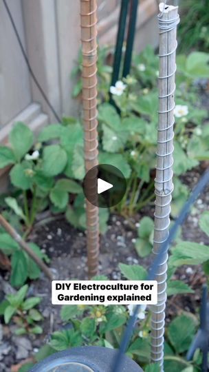 48K views · 2.3K reactions | DIY Electroculture for Gardening explained. #reinhardstanjek #electroculture #homegardening #electroculturegardening #ascensiontools | Reinhard Stanjek - Ascension Tools | Reinhard Stanjek - Ascension Tools · Original audio Electroculture Gardening Diy, Electroculture Antenna Diy, Copper Antenna For Garden, Copper Electro Gardening, Copper Wire Plant Stakes, Seed Saving, Seeds, Tools, Herbs