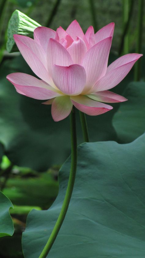 Sacred Lotus: Nelumbo nucifera [Family: Nelumbonaceae] - Flickr - Photo Sharing! Rhodes Scholarship, Lotus Image, Lotus Shape, Lotus Flower Pictures, Sacred Lotus, Lily Lotus, Open Flower, Lotus Blossom, Pink Lotus