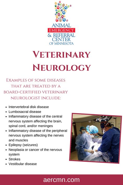 Veterinary Neurology, Peripheral Nervous System, Veterinary Services, Spinal Cord, Internal Medicine, Emergency Medicine, Critical Care, Neurology, Pharmacology