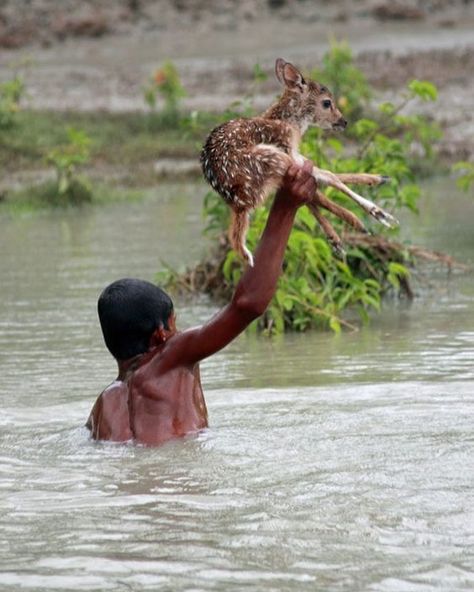 Saving Animals, Animal Rescue Stories, Mental Strength, Baby Deer, Faith In Humanity, Shelter Dogs, Random Acts Of Kindness, An Animal, Nature Animals