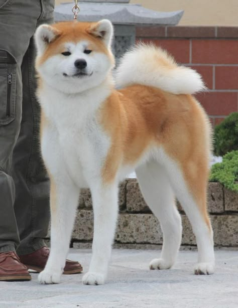 Akita Dog Japanese, Dog Akita, Akita Inu Puppy, Akita Inu Dog, Japanese Dog Breeds, Japanese Akita, Japanese Dog, Akita Puppies, Japanese Dogs