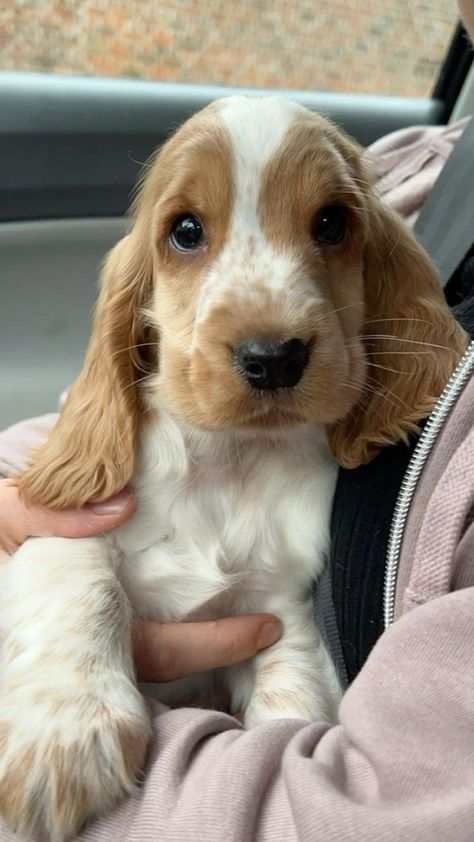 Very Cute Puppies, Cute Dogs Images, Dream Pet, Cocker Spaniel Puppies, Cute Doggies, Cocker Spaniel Dog, Cute Animals Puppies, Very Cute Dogs, English Cocker