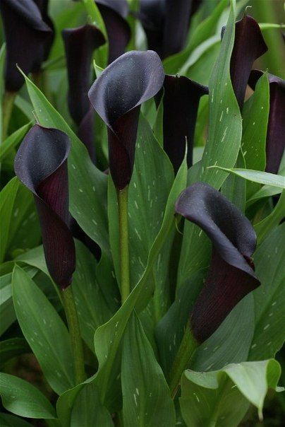 Black Calla Lily, Black Plants, Lily Seeds, Dark Garden, Goth Garden, Gothic Garden, Black Garden, Dark Flowers, Calla Lilies