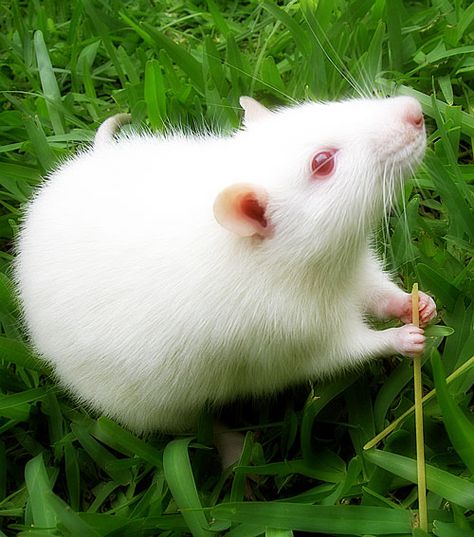 Rats ♥ ♥ ♥ Albino Rat, Brown Rat, White Rat, Fancy Rat, Albino Animals, Lab Rats, Japanese Art Prints, Cute Rats, Mouse Rat