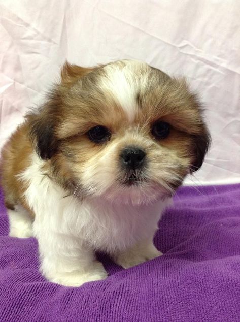 Shih Tzu For Sale, Baby Shih Tzu, Shitzu Puppies, Shih Tzu Puppies, Shih Tzu Puppy, Shih Tzu Dog, Pets For Sale, Puppy Breeds