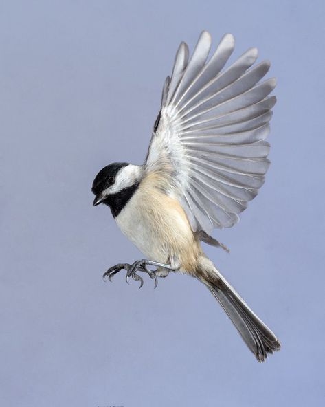 Pictures Of Birds Flying, Chickadee Tattoo, Chickadee Art, Bird Flying, Bird In Flight, Chickadees, Young Animal, Backyard Birds, Bird Pictures