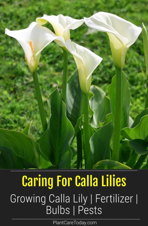 Calla Lily In Pots, Calily Flower, Calla Lily Plant Care, Growing Calla Lilies, Jungle Reference, Planting Calla Lily Bulbs, Lilly Flower Aesthetic, Calla Lily Care, Calla Lily Garden