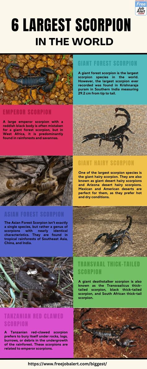 Know 6 Largest Scorpion in the World Scorpion Facts, Dangerous Creatures, The Giants, Fascinating Facts, Arachnids, Unique Features, Scorpion, Facts About, On Earth