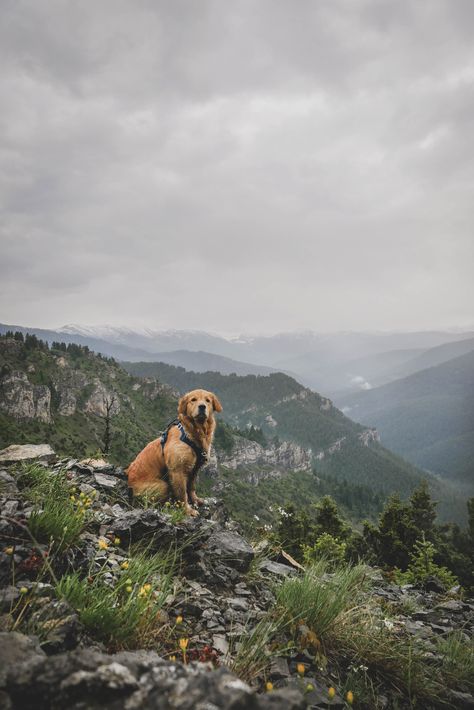 Allegheny National Forest, Spring Hiking, Hiking Dogs, Beautiful Hikes, Dog Adventure, Happy Trails, Our New Home, Outdoor Lover, Outdoor Dog