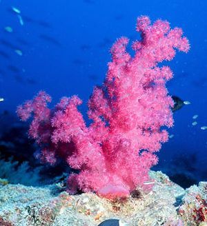 pink coral reef... so want to go scuba  diving! Flora Marina, Cnidaria, Fauna Marina, Salt Water Fish, Ocean Floor, On The Ocean, Sea Coral, Deep Blue Sea, Saltwater Aquarium