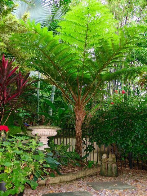 Cyathea cooperi Cyathea Cooperi, Australian Tree Fern, Back Garden Landscaping, Tropical Garden Plants, Tropical Landscape Design, Australian Trees, Florida Landscaping, Ferns Garden, Tropical Garden Design