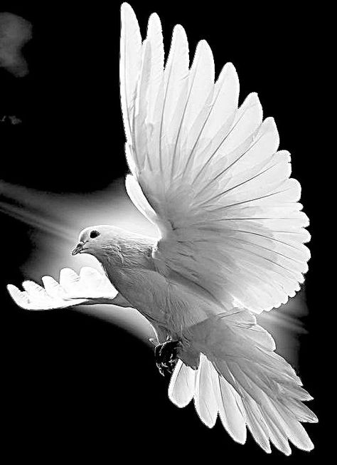 White Dove Tattoos, Dove Tattoo Design, Dove Images, Dove Tattoos, Dove Pictures, Dove Tattoo, White Dove, White Bird, Pigeon