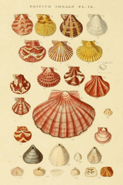 Historical "Shell" Drawings And Illustrations For Sale On Fine Art ... Seashell Sketch, Seashell Drawing, Shell Drawing, Illustration Botanique, Find Art, Graphic Art Print, Sea Shells, Graphic Art, Giclee Print