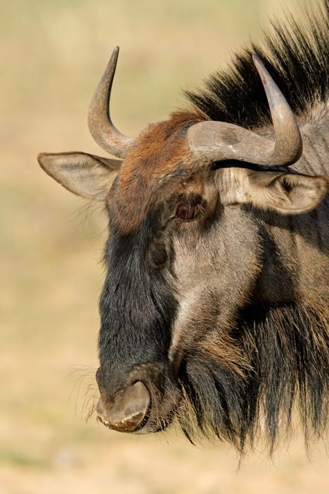 Black Wildebeest, Blue Wildebeest, Animals With Horns, Regard Animal, Africa Wildlife, Fast Facts, Majestic Animals, African Wildlife, African Animals