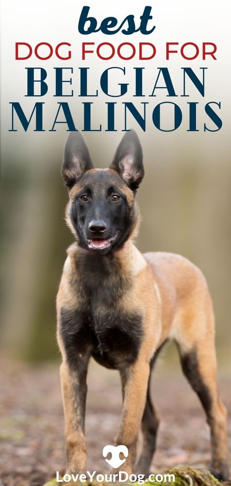 Belgian Malinois Puppies Training, Belgium Malinois Training, Belgian Malinois Training, Black Belgian Malinois, Malinois Training, Malinois Puppies For Sale, Belgian Dog, Puppy Schedule, Best Puppy Food