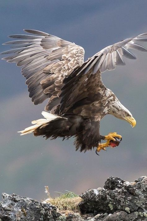 White Tailed Eagle, Raptors Bird, Eagle Images, Eagle Pictures, Eagle Art, The Eagles, An Eagle, Exotic Birds, Alam Yang Indah