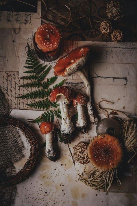 Forest Witch Aesthetic, Mushroom Core, Witch Core, Cottage Aesthetic, Goblin Core, Dark Cottagecore, Magic Aesthetic, Cottage Core Aesthetic, Witch Aesthetic