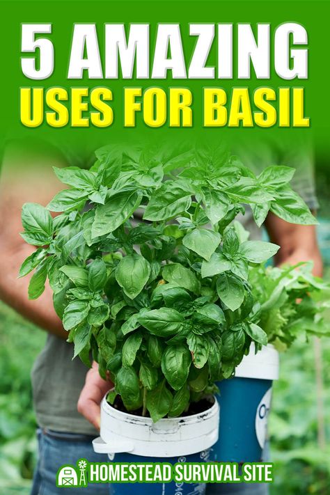 Uses For Basil Leaves, Benefits Of Basil Leaves, Basil Medicinal Uses, Basil Uses, Uses For Basil, Unique Nail Designs Summer, Basil Benefits, Edible Greens, Ideas For Tattoos