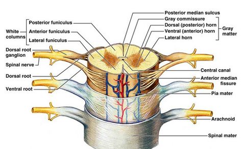 Dorsal Root Ganglion - Bing images Spinal Nerves Anatomy, Study Pharmacy, Spinal Cord Anatomy, Dorsal Root Ganglion, Nerve Anatomy, Dura Mater, Gross Anatomy, Medical School Life, Spinal Nerve