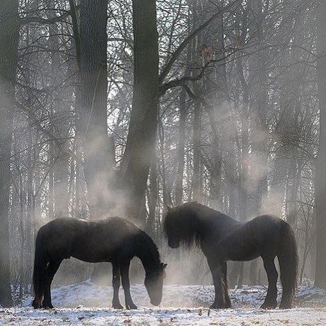 ❄️Steamy Ponies❄️ Divine Core, Fresian Horses, Friesian Horses, Heart Surgeon, Horse Aesthetic, Black Horses, Most Beautiful Horses, Friesian Horse, Most Beautiful Animals