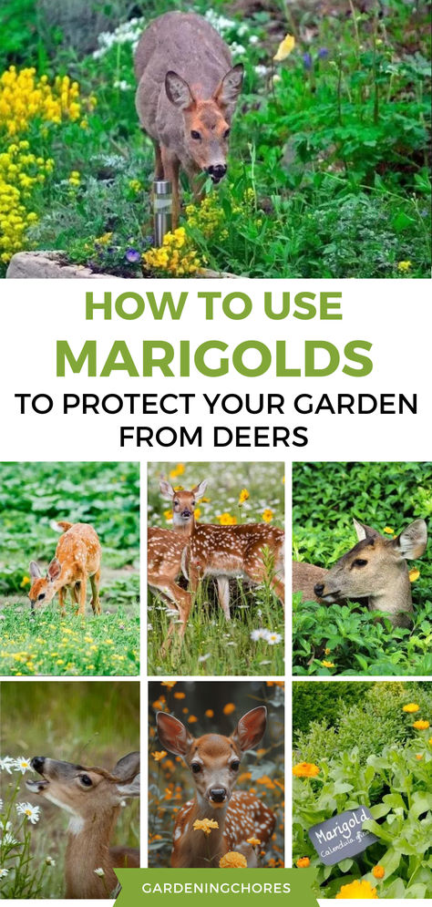 Are Marigolds Deer Resistant? Full Details Deer Proof Garden, Deer Deterrent For Gardens, Deer Deterent Plants, Deer Safe Garden Raised Beds, Deter Deer From Garden, Deer Deterent, Deer Repellant, Deer Proof, Deer Fence