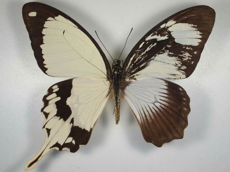 Butterfly with bilateral gynandromorphism — a visually incredible condition in which both male and female characteristics are prominent. Butterfly Different Wings, Bilateral Gynandromorphism Butterfly, Gynandromorph Butterfly, Butterfly Wing Pattern, Asymmetrical Butterfly, Summer Science, Moth Wings, Cool Bugs, Royal Society