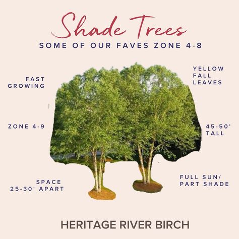 We’ve rounded up some favorite shade trees that are here to impress! Perfect for Zones 4-8, they bring beauty, character, and relief from the sun’s heat. 🌞 scroll and read below to learn more. Heritage River Birch – Love texture? This beauty’s peeling bark and lush canopy add charm to any landscape. Autumn Blaze Maple – A fiery showstopper with vibrant fall color and quick growth. Your backyard MVP for shade and autumn vibes! American Beech – The OG of majestic shade trees. Its smooth bar... Autumn Blaze Maple, Birch Trees Landscaping, Landscape Autumn, River Birch, Shade Trees, Autumn Vibes, Birch Tree, Fall Color, Fall Vibes