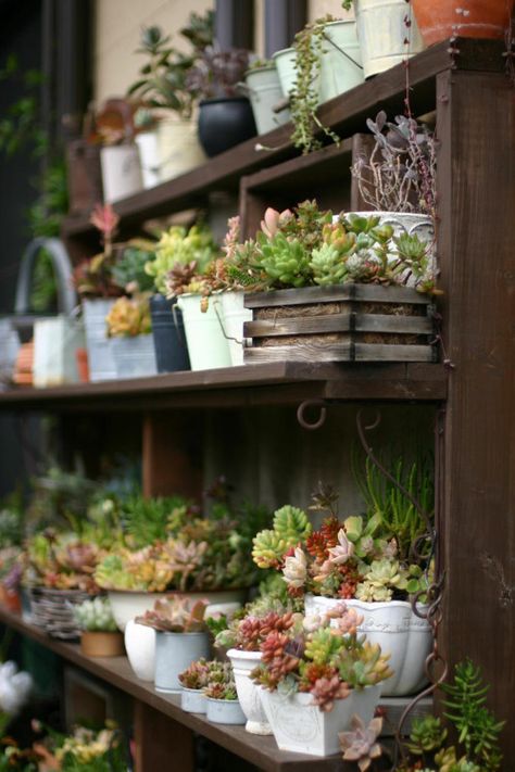 Japanese Garden Design, Meteor Garden 2018, Vertical Gardens, Succulents In Containers, Garden Tours, Kew Gardens, Cactus Y Suculentas, Succulents Garden, Cacti And Succulents