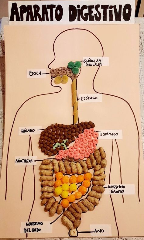 Digestive Tract Project, Digestive System Project Ideas, Digestive System Project, Digestive System Model, Silly Costumes, Human Body Systems Projects, Body Systems Project, Human Body Science Projects, Science Exhibition Projects