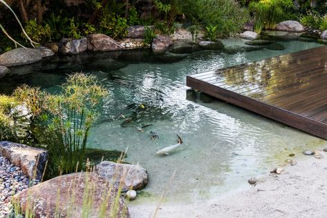 Koi fish enjoying the crystal clear water in our natural swimming pond. Pond Building, Indoor Pond, Bio Pool, Pond Pool, Swimming Pool Pond, Natural Swimming Ponds, Koi Ponds, Backyard Beach, Swimming Pond