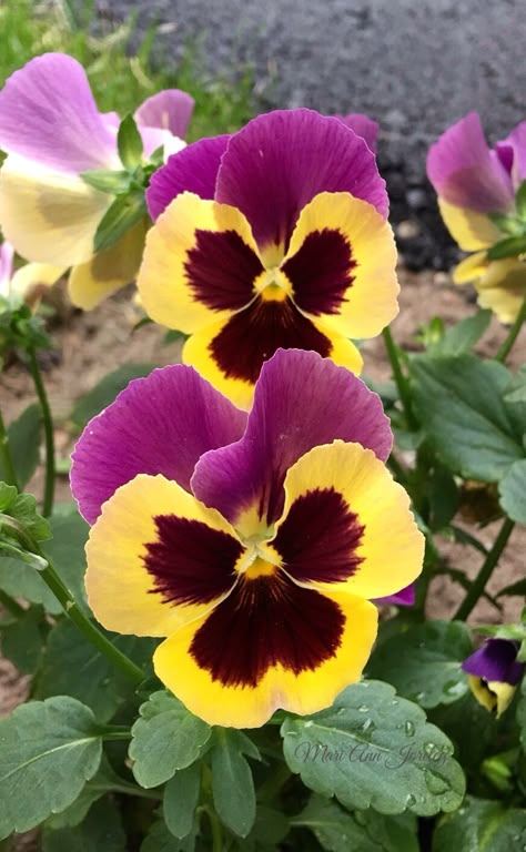 Pansy Garden, Flower Drawing Tutorials, Rose Seeds, Beautiful Flowers Photos, Flower Nail Designs, Pansies Flowers, Flowers Beautiful, Beautiful Rose Flowers, Flower Art Painting