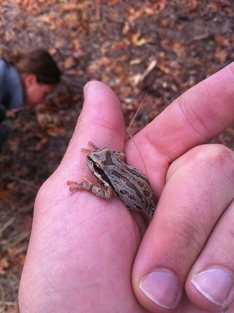 Tree Frog Pet, Tree Frog Habitat, Pacific Tree Frog, Dumpy Tree Frog, Gray Tree Frog, Frog Habitat, Frog Tank, Whites Tree Frog, Amazing Frog