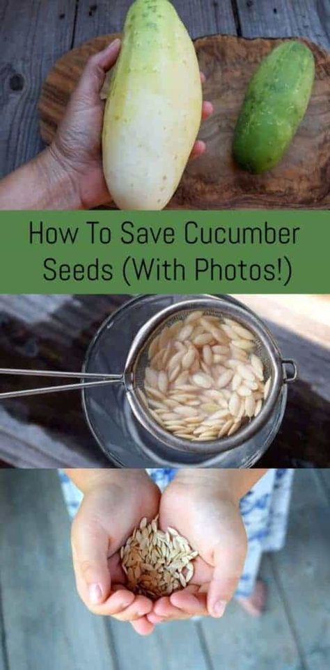 How To Save Cucumber Seeds (With Photos!) Cucumber Seeds Saving, How To Save Cucumber Seeds, Harvesting Cucumber Seeds, How To Save Tomato Seeds, Saving Cucumber Seeds, Cucumber Seeds Starting, Harvesting Seeds From Vegetables, How To Grow Cucumbers From Seeds, How To Save Seeds From Vegetables