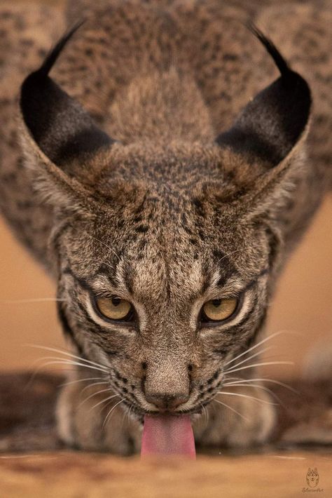 Cat Totem, Iberian Lynx, Lynx Lynx, Art Assignments, Cat Species, Pretty Animals, Small Cat, Leopards, Lynx