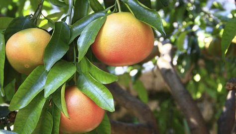 Grapefruit trees Grapefruit Plant, Citrine Properties, November Zodiac, Grapefruit Tree, Body Chemistry, Pure Encapsulations, Grapefruit Seed Extract, Key Notes, Gemstone Properties