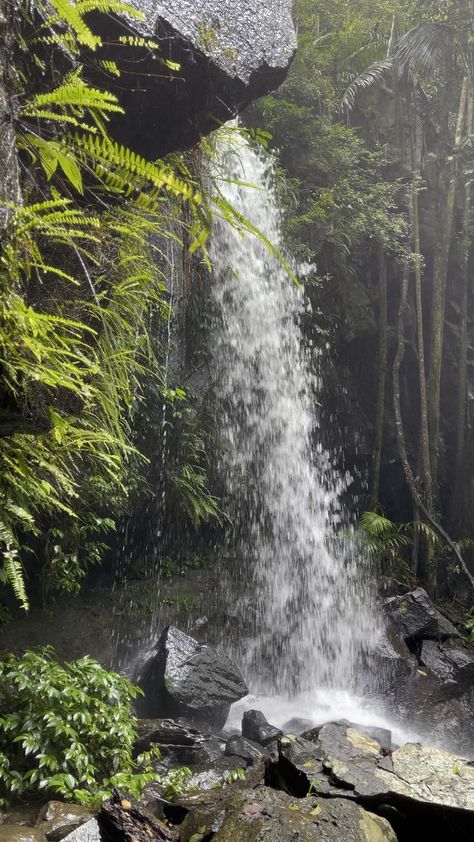 Curtis Falls [Video] | Amazing nature photography, Beautiful photos of nature, Cool pictures of nature Falls Video, Video Of Nature, Waterfall Video, Beautiful Nature Videos, Natural Video, Mt Tamborine, Book Flight, Natural Photo, Nature Story