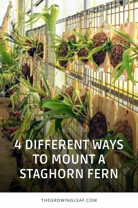 Transform Your Space with Staghorn Fern Mounting Techniques! 🌿 Explore 4 creative ways to mount these unique ferns, enhancing your decor and mimicking their natural habitat. From plaques and trees to rocks and wire frames, discover step-by-step guides for each method. Click the link to unlock the secrets of successful staghorn fern mounting. #StaghornFerns #PlantMounting #IndoorPlants #DIYDecor Staghorn Ferns Ideas, Staghorn Fern Display Ideas, Staghorn Mounting Ideas, Stag Fern Mount, Staghorn Fern Mount Ideas Wall Art, Mounting A Staghorn Fern, Elk Horn Fern Mount Ideas, Staghorn Fern Mounting Ideas, Stag Horn Fern Hanging