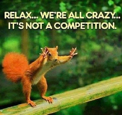 Funny Crazy Quotes, Humor Animal, Humor Mexicano, Weird Quotes Funny, Crazy Stuff, A Squirrel, Crazy Quotes, Random Quotes, Funny Picture Quotes