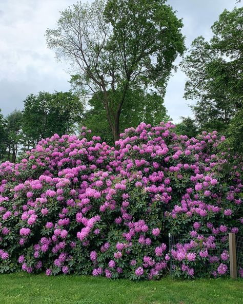 Rhododendron Privacy Hedge, Rhododendron Landscape Front Yard, Rhododendron Hedge, Lowlight Plants, Rhododendron Tree, Driveway Planting, Rhododendron Garden, Flower Species, European Garden