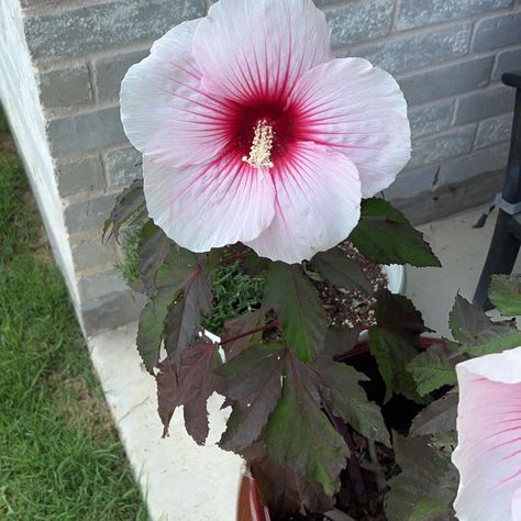 🌺 How to Propagate Your Dinner Plate Hibiscus Dinner Plate Hibiscus, White Flies, Clear Container, Root Growth, Good Environment, Water Lighting, Yellow Leaves, New Growth, Seed Starting